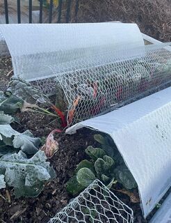 Large Poly Cloche - Frosty Morning