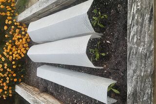 Cover Cloches on a frost Waikato morning