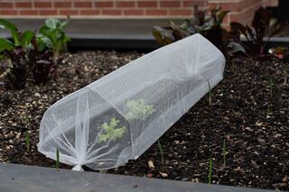 Large Mesh Cloche