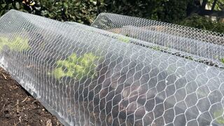 Large Poly Cloche