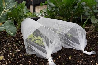 Large Mesh Cloche